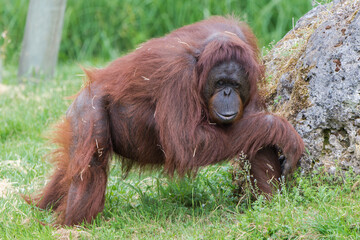 Orangutan, dominating male standing on the grass © Pascale Gueret