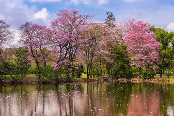 Tabebuia rose Pink flowers, Thailand