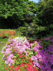 ツツジが咲き誇る野田市の清水公園
