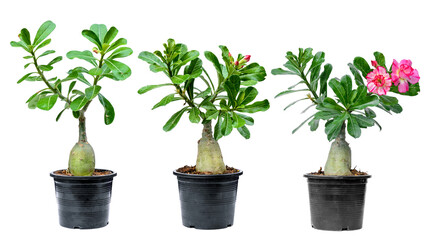 tree adenium on black pot isolated