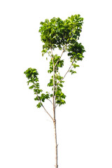 green tree nature isolated on white background