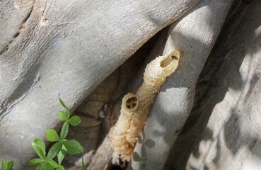 Small bee nesting underground