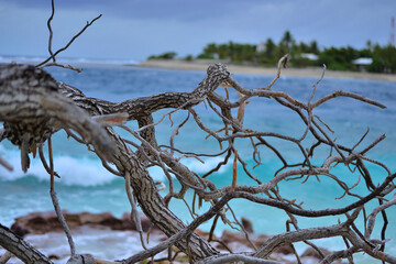 branchage mort sur plage de rangiroa en polynésie française