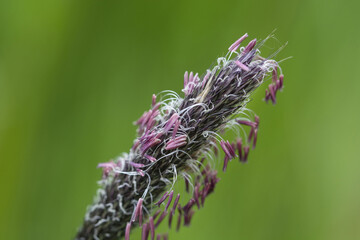 Lynx blossoming - Alopecurus pratensis.