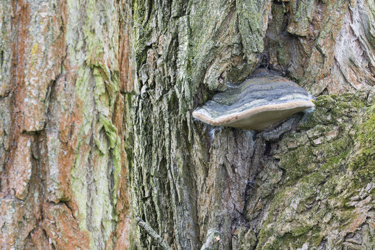 Boletus growing on tree trunk.