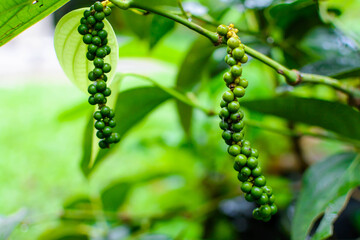 close up raw pepper plant nature