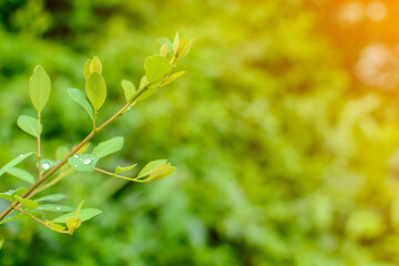 Close-up Droplet on green leaf forest pattern