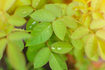 Close-up Droplet on green leaf forest pattern