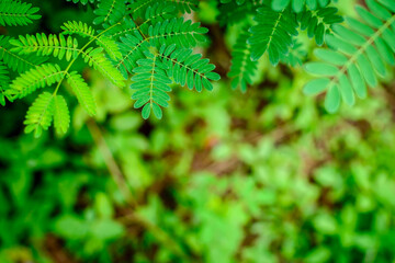green leaf pattern texture and nature