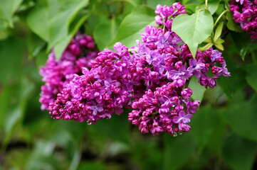 Lilac branch with drops of water after rain