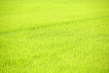 Plakat landscape of green paddy field background.