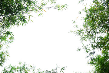 Fototapeta na wymiar green bamboo leaf with white copyspace as background.