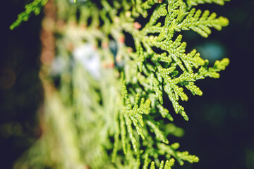 Green thuja tree branches close up over the blurred background