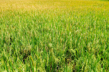 Beautiful Green rice fields were turned into fields of golden grain