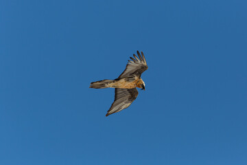 portrait of flying adult bearded vulture (Gypaetus barbatus) with blue sky