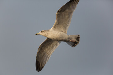 flying gull in sunlight with gray background