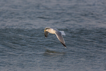 Fototapeta na wymiar natural gull flying over water surface in sunshine