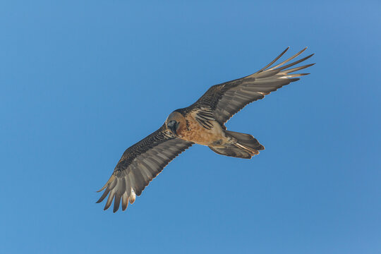portrait of flying adult bearded vulture (Gypaetus barbatus) with blue sky
