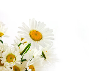 Chamomile in a bouquet on a white background