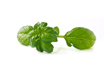 Green basil with water drops on leaves for isolated on white background