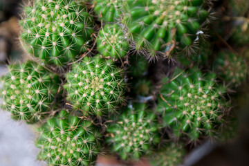 Cactus