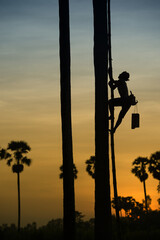 Silhouette of Farmer climbing on Sugar palm tree to collection of sugar syrup.