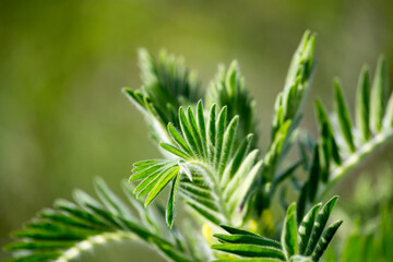 Leaves are beautiful in nature