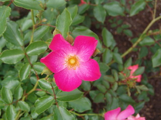 Wild pink roses bush