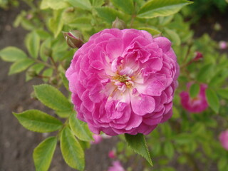 Wild pink roses bush