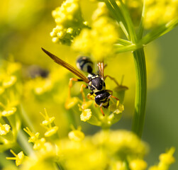 Wasp on yellow flower in nature