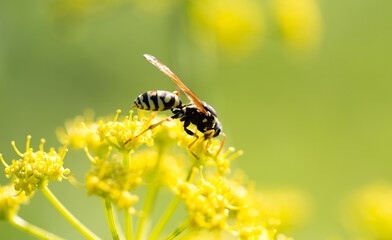 Wasp on yellow flower in nature