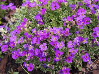 Obraz premium Aubrieta cultorum - beautiful spring flowers in the garden 