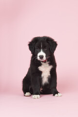 Border Collie puppy on pink