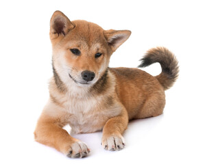 young shiba inu