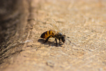 Macro photo of bee