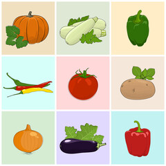 Colored Icons Vegetables, Eggplant,Zucchini Courgette and Potato, Green and Red Sweet Pepper, Icons Onion and Hot Pasilla Chile Pepper, Pumpkin with White Cabbage, Tomato , Vector Illustration