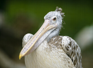 portrait of pelican