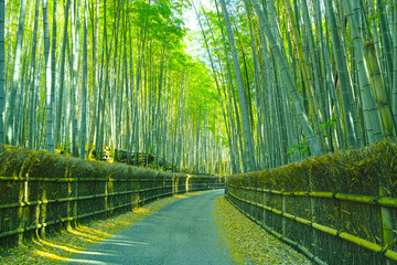 Plakat 京都　竹林と小道