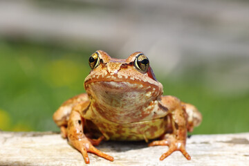 close up of european common frog