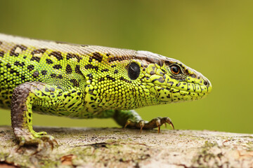 close up of male sand lizard