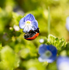 Ladybug on small blue flowers in nature