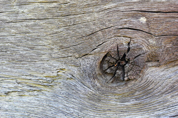 detail of knot on oak plank