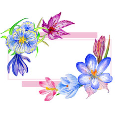 Obraz na płótnie Canvas Wildflower crocuses flower frame in a watercolor style isolated.