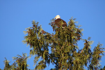 A wild american bald eagle sitting in a tree above a lake looking for fish.