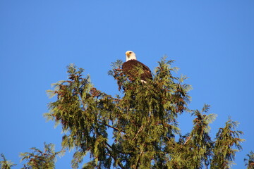 A wild american bald eagle sitting in a tree above a lake looking for fish.