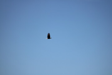 A wild american bald eagle flying above a lake looking for fish.
