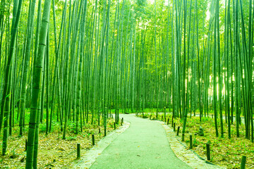 竹林と小道