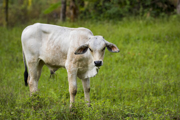 Image of white cow on nature background. Animal farm