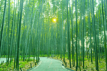 竹林と小道と太陽