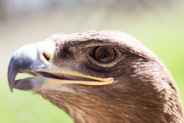 Portrait of an eagle in a park